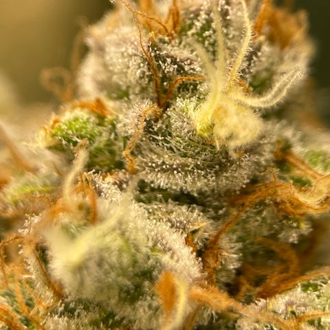 GI Jane growlog timeline photo