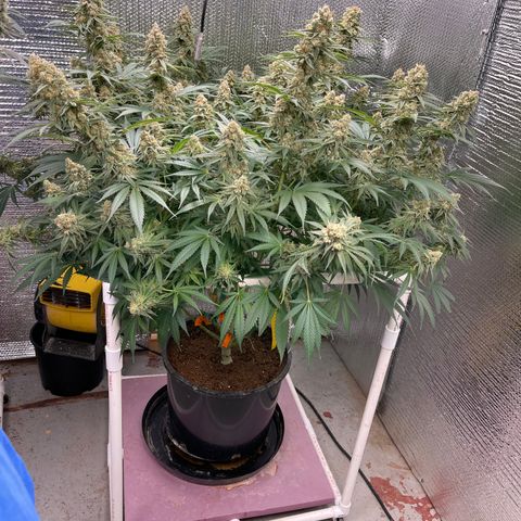 GI Jane growlog timeline photo