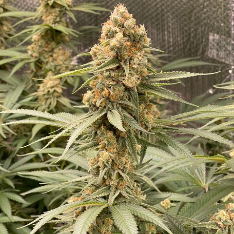GI Jane growlog timeline photo