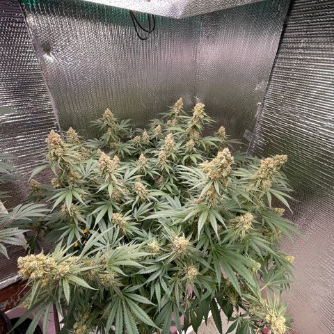 GI Jane growlog timeline photo