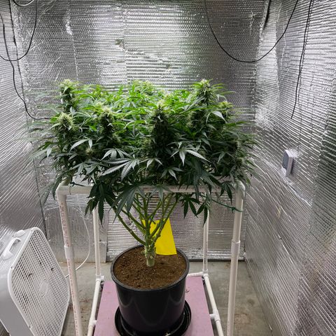 Candy Cane growlog timeline photo