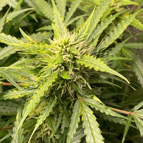 Candy Cane growlog timeline photo