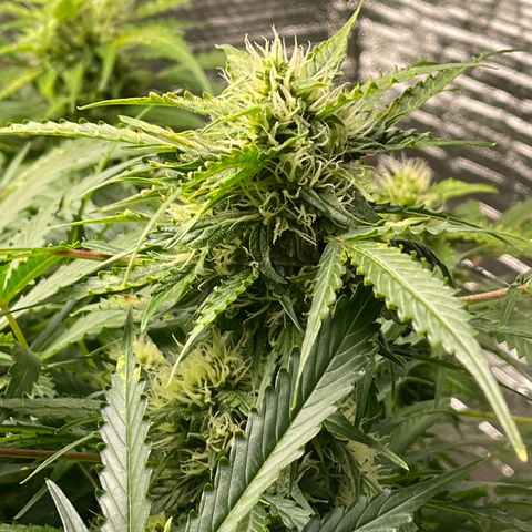 Candy Cane growlog timeline photo