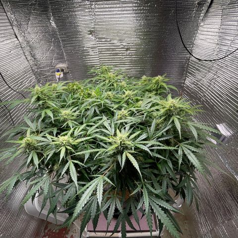 Candy Cane growlog timeline photo