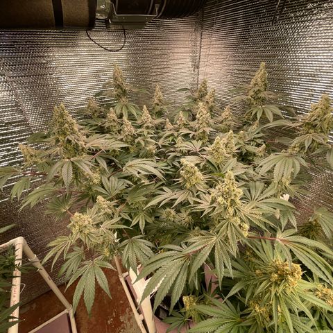 Princess Grodd growlog timeline photo
