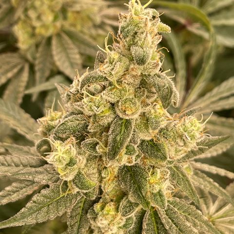 Princess Grodd growlog timeline photo