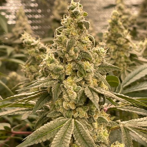 Princess Grodd growlog timeline photo