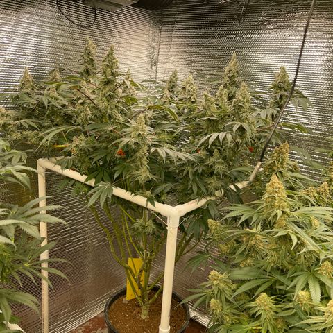 Princess Grodd growlog timeline photo
