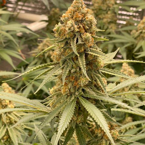 GI Jane growlog timeline photo