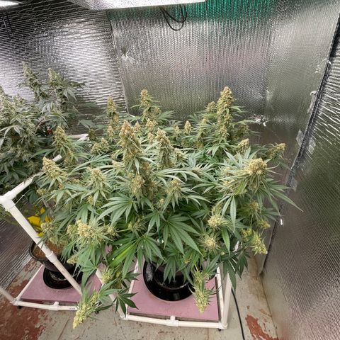GI Jane growlog timeline photo