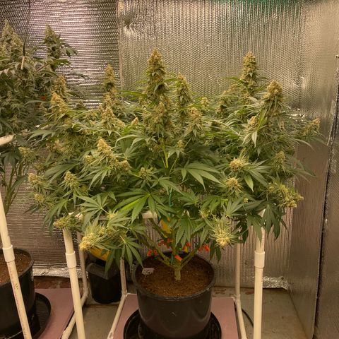 GI Jane growlog timeline photo