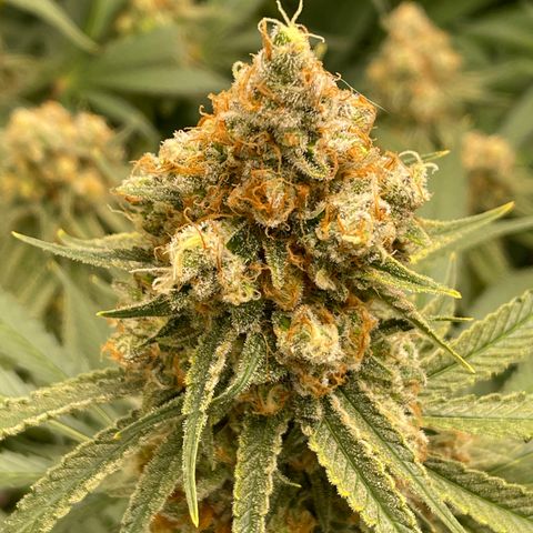 GI Jane growlog timeline photo
