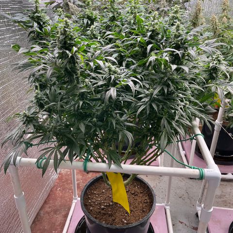 Lucyfur growlog timeline photo
