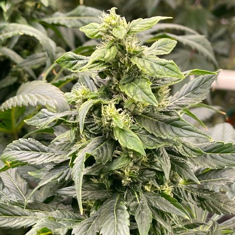 Lucyfur growlog timeline photo