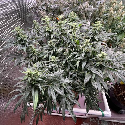 Lucyfur growlog timeline photo