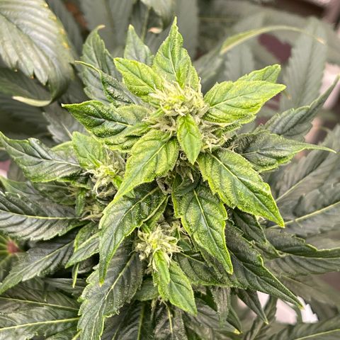 Lucyfur growlog timeline photo