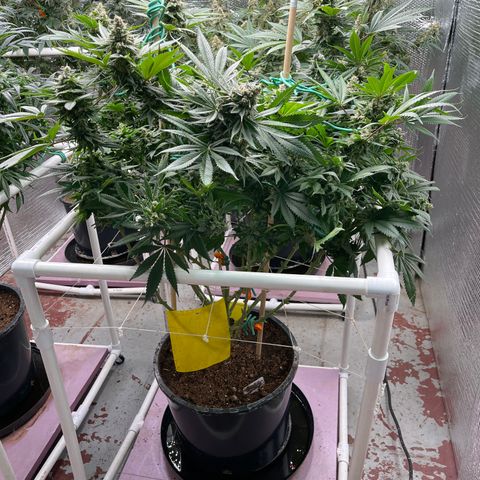 Harle Quin growlog timeline photo