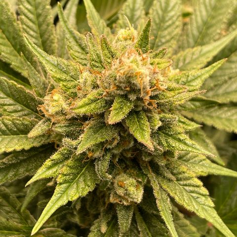 Harle Quin growlog timeline photo