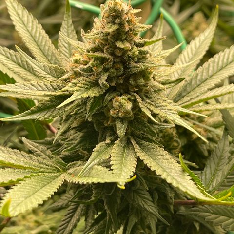 Harle Quin growlog timeline photo