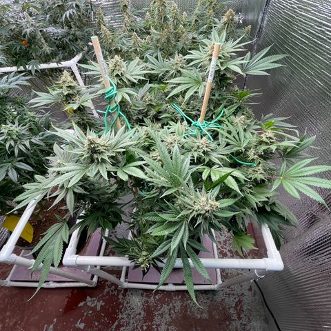 Harle Quin growlog timeline photo
