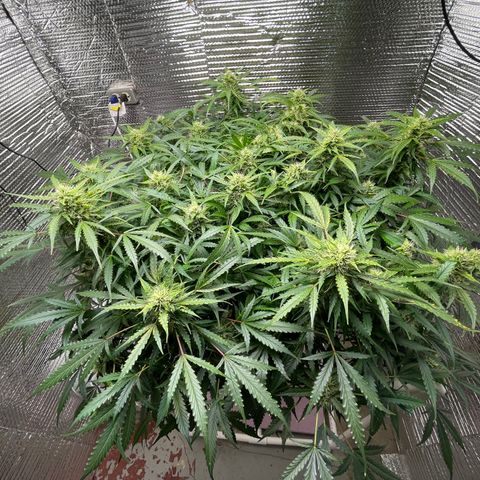 Candy Cane growlog timeline photo