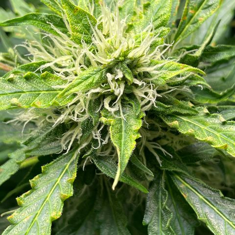 Candy Cane growlog timeline photo