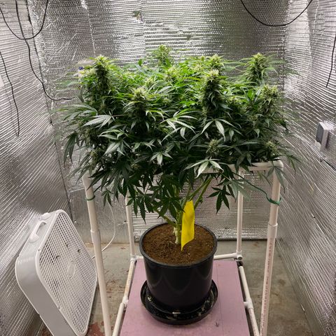 Candy Cane growlog timeline photo