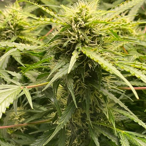 Candy Cane growlog timeline photo