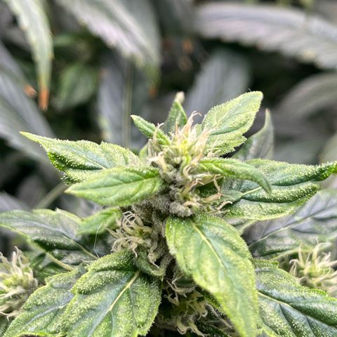 Lucyfur growlog timeline photo