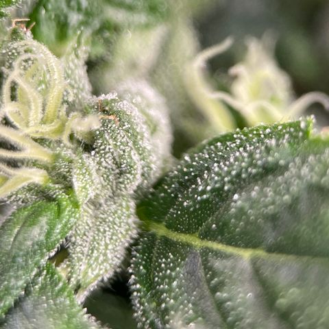 Lucyfur growlog timeline photo