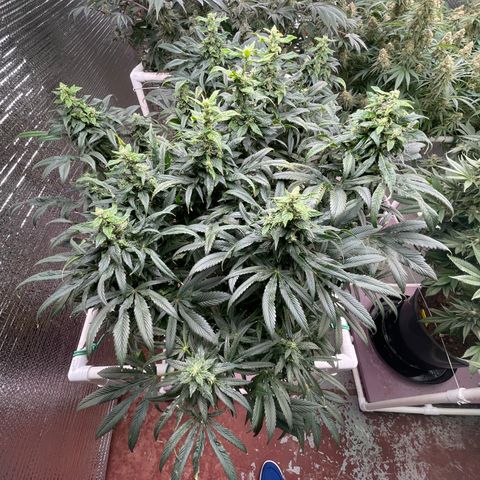 Lucyfur growlog timeline photo