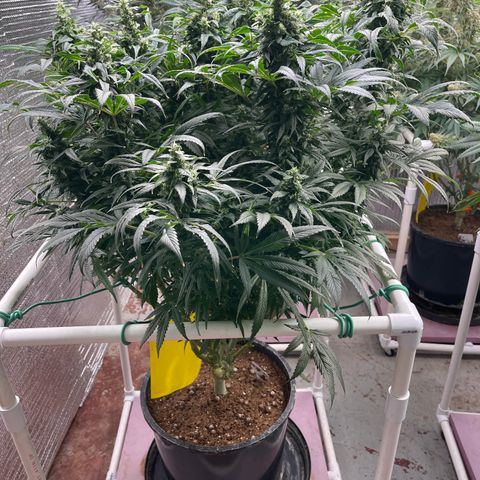 Lucyfur growlog timeline photo