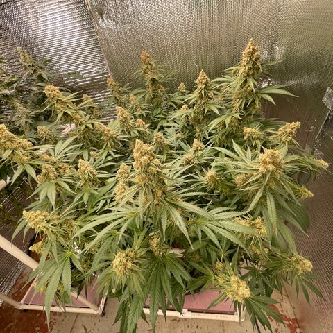 GI Jane growlog timeline photo