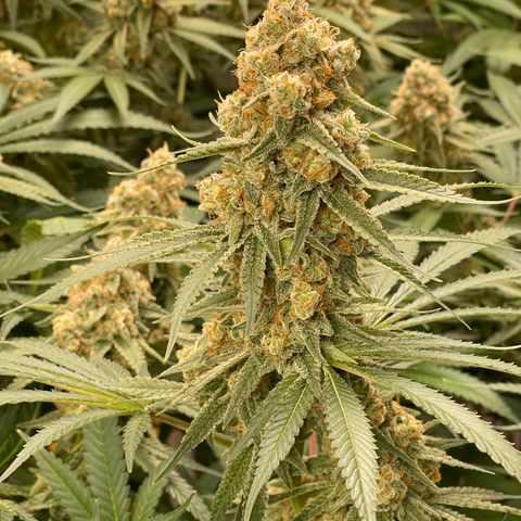 GI Jane growlog timeline photo