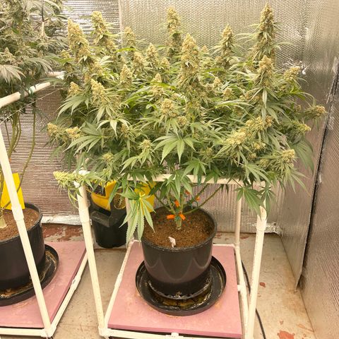 GI Jane growlog timeline photo