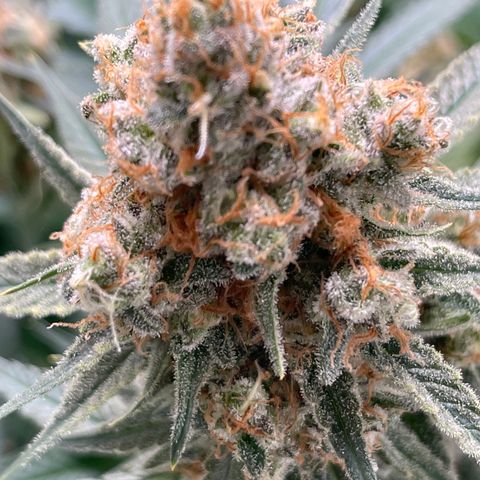 GI Jane growlog timeline photo