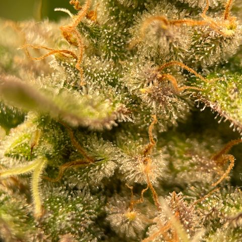 Harle Quin growlog timeline photo