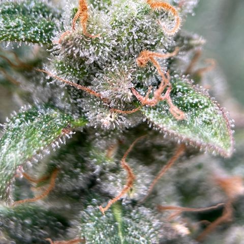 Harle Quin growlog timeline photo