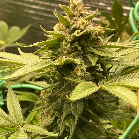 Harle Quin growlog timeline photo