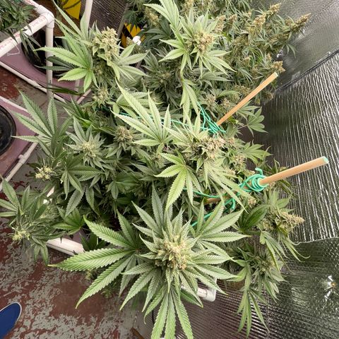 Harle Quin growlog timeline photo
