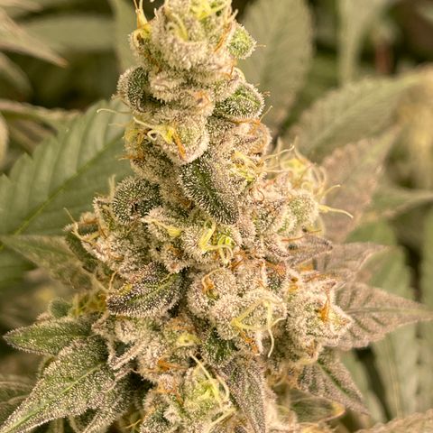 Princess Grodd growlog timeline photo
