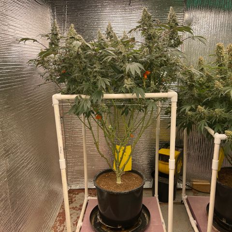 Princess Grodd growlog timeline photo