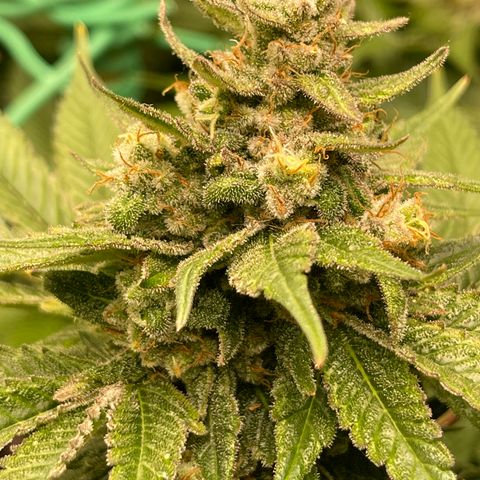 Harle Quin growlog timeline photo