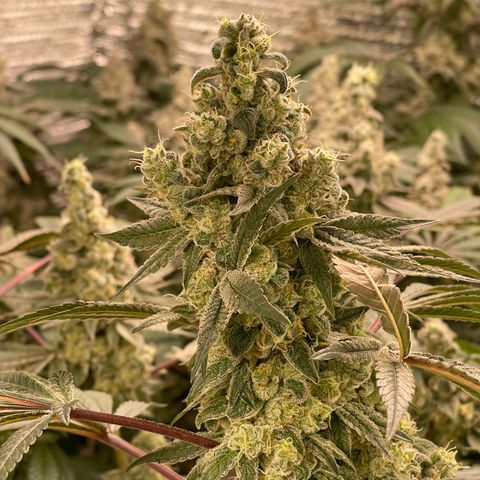 Princess Grodd growlog timeline photo