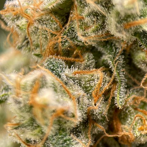 GI Jane growlog timeline photo