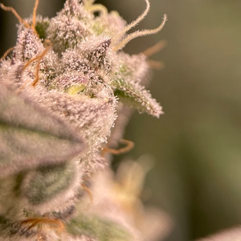 Princess Grodd growlog timeline photo