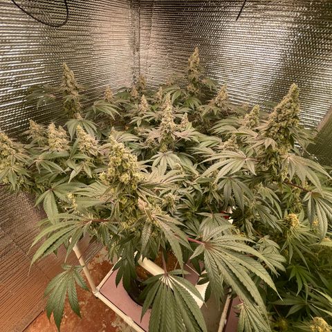Princess Grodd growlog timeline photo