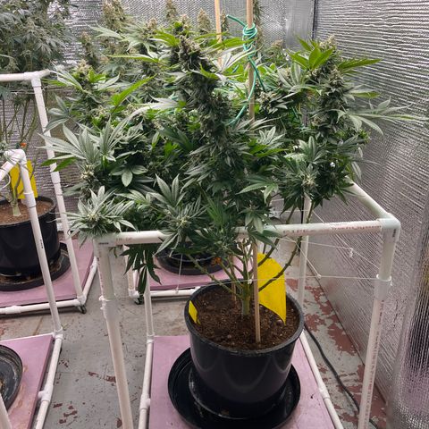 Harle Quin growlog timeline photo
