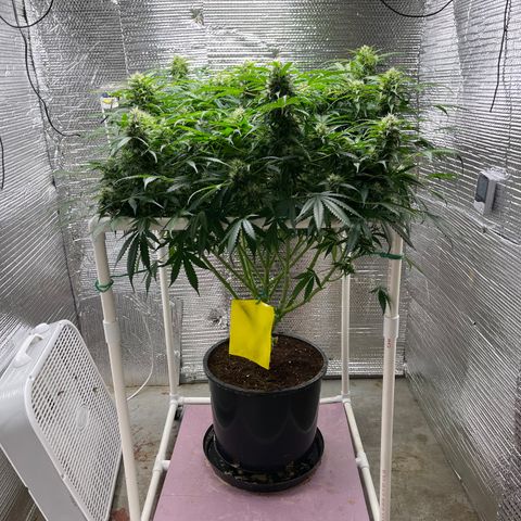 Candy Cane growlog timeline photo