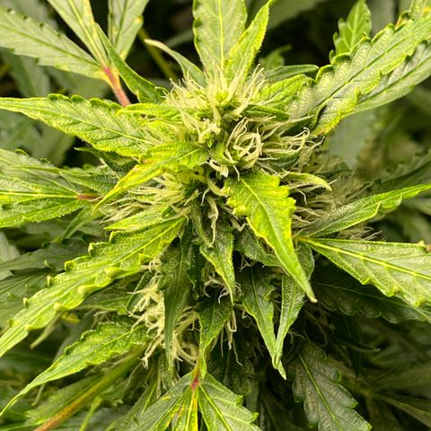 Candy Cane growlog timeline photo